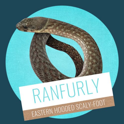 Ranfurly