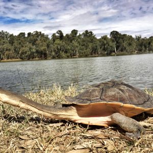 Broad-shelled Turtle_2