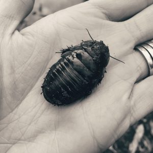 GB Cockroach_2