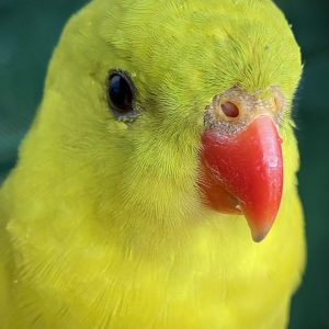 Regent Parrot